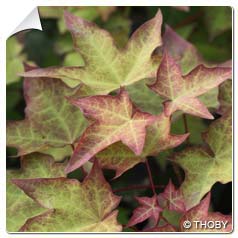 acer cappadocicum aureum